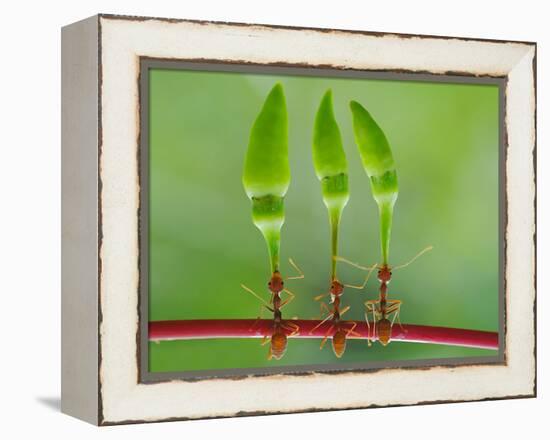 Chili Cilider Team-Yahya Taufikurrahman-Framed Premier Image Canvas