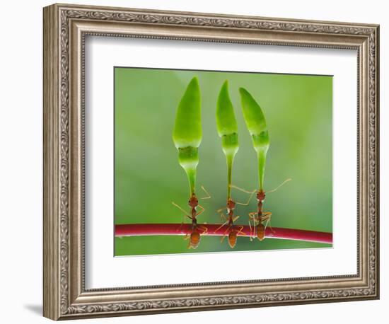 Chili Cilider Team-Yahya Taufikurrahman-Framed Photographic Print