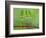 Chili Cilider Team-Yahya Taufikurrahman-Framed Photographic Print