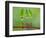 Chili Cilider Team-Yahya Taufikurrahman-Framed Photographic Print