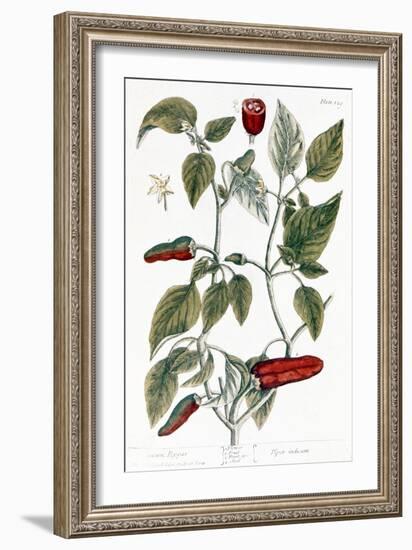 Chili Pepper, 1735-Elizabeth Blackwell-Framed Giclee Print