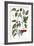 Chili Pepper, 1735-Elizabeth Blackwell-Framed Giclee Print