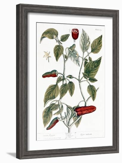 Chili Pepper, 1735-Elizabeth Blackwell-Framed Giclee Print