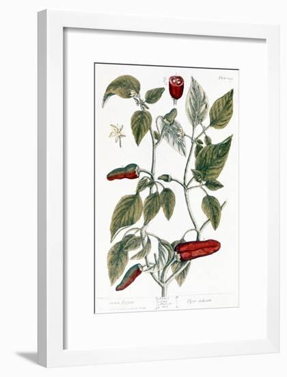 Chili Pepper, 1735-Elizabeth Blackwell-Framed Giclee Print