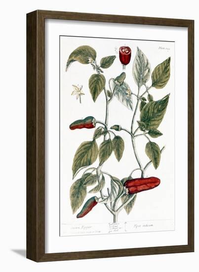 Chili Pepper, 1735-Elizabeth Blackwell-Framed Giclee Print