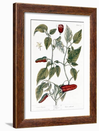 Chili Pepper, 1735-Elizabeth Blackwell-Framed Giclee Print