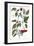 Chili Pepper, 1735-Elizabeth Blackwell-Framed Giclee Print