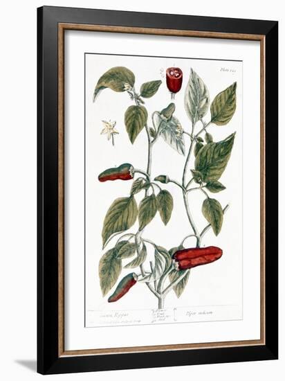 Chili Pepper, 1735-Elizabeth Blackwell-Framed Giclee Print