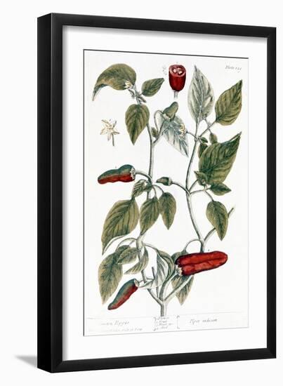 Chili Pepper, 1735-Elizabeth Blackwell-Framed Giclee Print