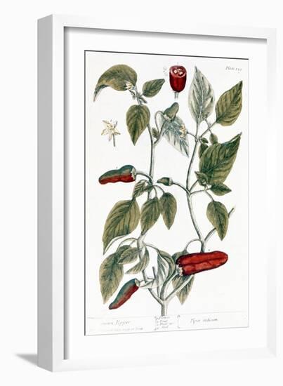 Chili Pepper, 1735-Elizabeth Blackwell-Framed Giclee Print