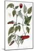 Chili Pepper, 1735-Elizabeth Blackwell-Mounted Giclee Print