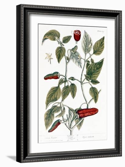 Chili Pepper, 1735-Elizabeth Blackwell-Framed Giclee Print