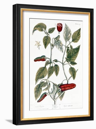 Chili Pepper, 1735-Elizabeth Blackwell-Framed Giclee Print