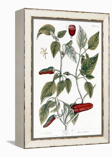 Chili Pepper, 1735-Elizabeth Blackwell-Framed Premier Image Canvas