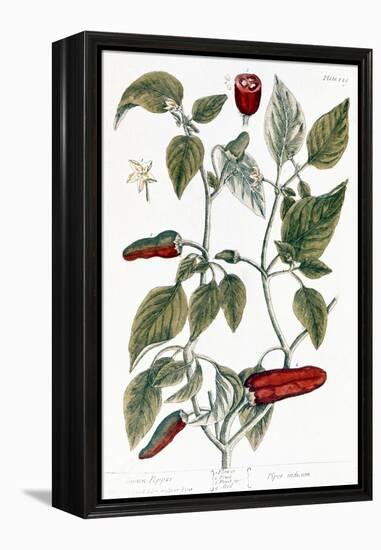 Chili Pepper, 1735-Elizabeth Blackwell-Framed Premier Image Canvas