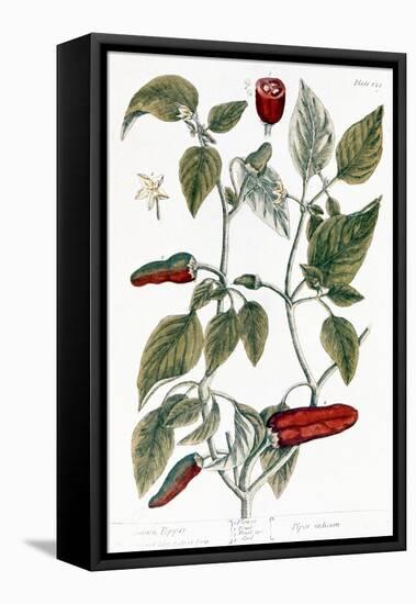 Chili Pepper, 1735-Elizabeth Blackwell-Framed Premier Image Canvas