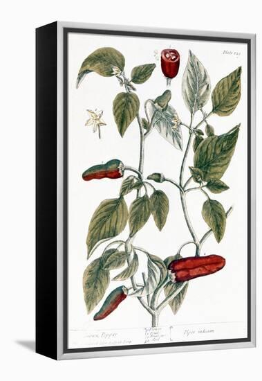 Chili Pepper, 1735-Elizabeth Blackwell-Framed Premier Image Canvas