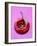 Chili Pepper, Round-Marc O^ Finley-Framed Photographic Print