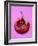 Chili Pepper, Round-Marc O^ Finley-Framed Photographic Print