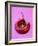 Chili Pepper, Round-Marc O^ Finley-Framed Photographic Print