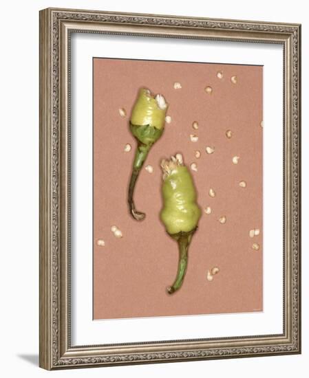 Chili Pepper with Seeds-Alexander Feig-Framed Photographic Print