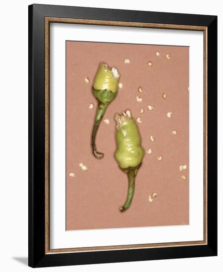 Chili Pepper with Seeds-Alexander Feig-Framed Photographic Print