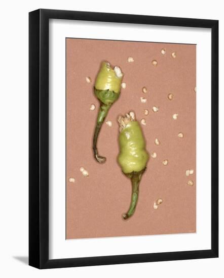 Chili Pepper with Seeds-Alexander Feig-Framed Photographic Print