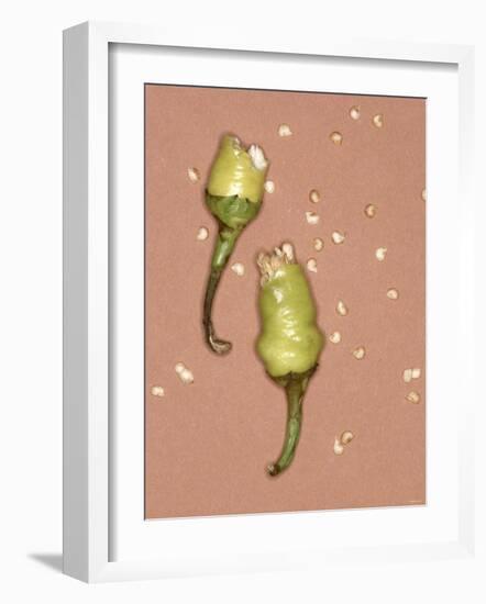 Chili Pepper with Seeds-Alexander Feig-Framed Photographic Print