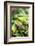 Chili Peppers at Market-Stuart Westmorland-Framed Photographic Print