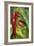 Chili Peppers (Capsicum Annum)-Maria Mosolova-Framed Photographic Print