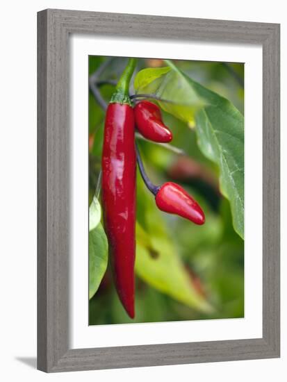 Chili Peppers (Capsicum Annum)-Maria Mosolova-Framed Photographic Print