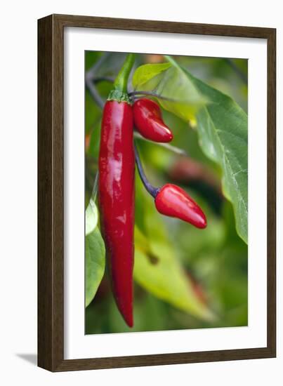 Chili Peppers (Capsicum Annum)-Maria Mosolova-Framed Photographic Print