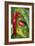 Chili Peppers (Capsicum Annum)-Maria Mosolova-Framed Photographic Print