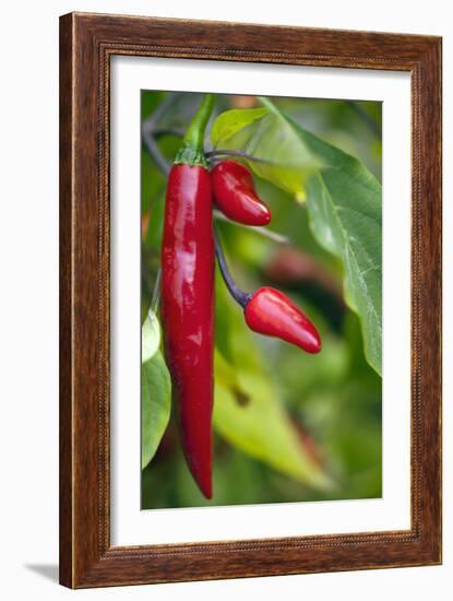 Chili Peppers (Capsicum Annum)-Maria Mosolova-Framed Photographic Print