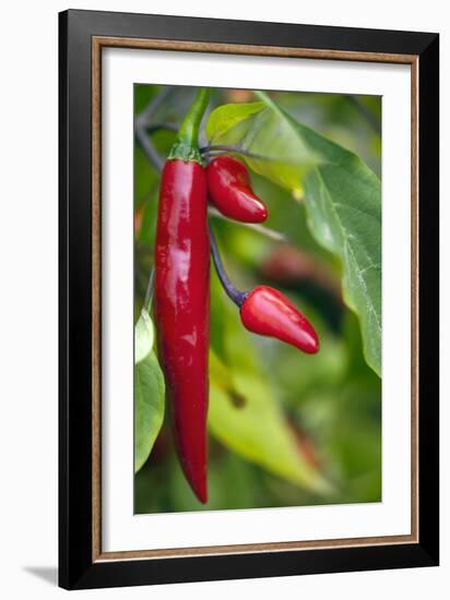 Chili Peppers (Capsicum Annum)-Maria Mosolova-Framed Photographic Print