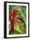 Chili Peppers (Capsicum Annum)-Maria Mosolova-Framed Photographic Print