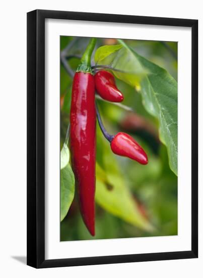 Chili Peppers (Capsicum Annum)-Maria Mosolova-Framed Photographic Print