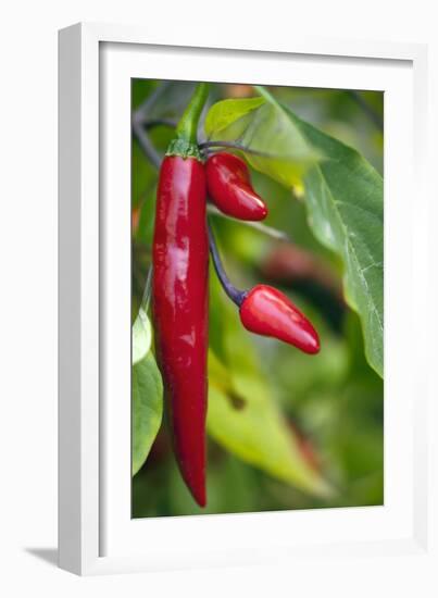 Chili Peppers (Capsicum Annum)-Maria Mosolova-Framed Photographic Print