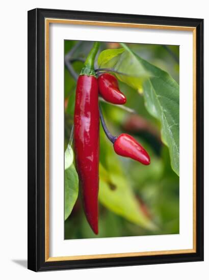 Chili Peppers (Capsicum Annum)-Maria Mosolova-Framed Photographic Print