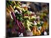 Chili Peppers in Pike Place Market, Seattle, WA-Walter Bibikow-Mounted Photographic Print