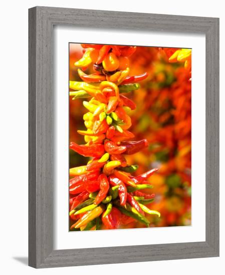 Chili Peppers, Seattle Public Market, Washington, USA-Michele Westmorland-Framed Photographic Print