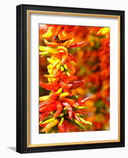 Chili Peppers, Seattle Public Market, Washington, USA-Michele Westmorland-Framed Photographic Print