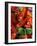 Chili Peppers, Siracusa, Italy-Dave Bartruff-Framed Photographic Print