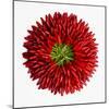 Chili Peppers-null-Mounted Premium Photographic Print