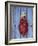 Chili Ristra, Santa Fe, New Mexico, USA-Julian McRoberts-Framed Photographic Print