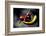 Chili-Fabio Petroni-Framed Photographic Print