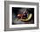 Chili-Fabio Petroni-Framed Photographic Print