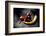 Chili-Fabio Petroni-Framed Photographic Print