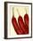 Chili-null-Framed Photographic Print