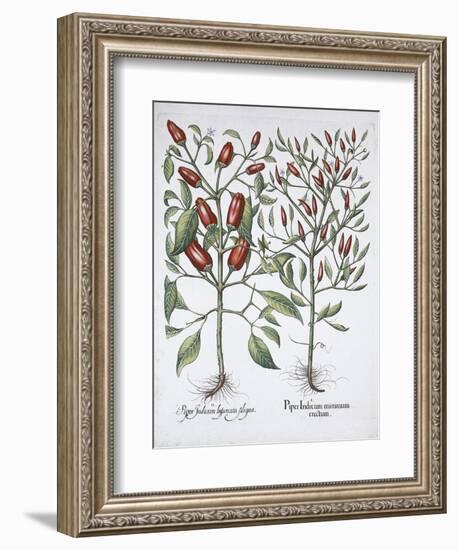 Chilli pepper plants, 1613-Unknown-Framed Giclee Print